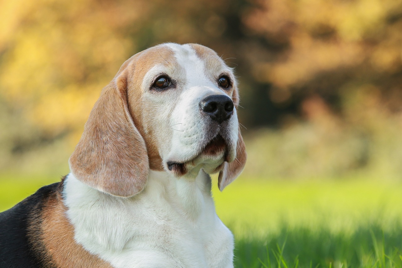 beagle, hunting dog, pack dog-4168817.jpg