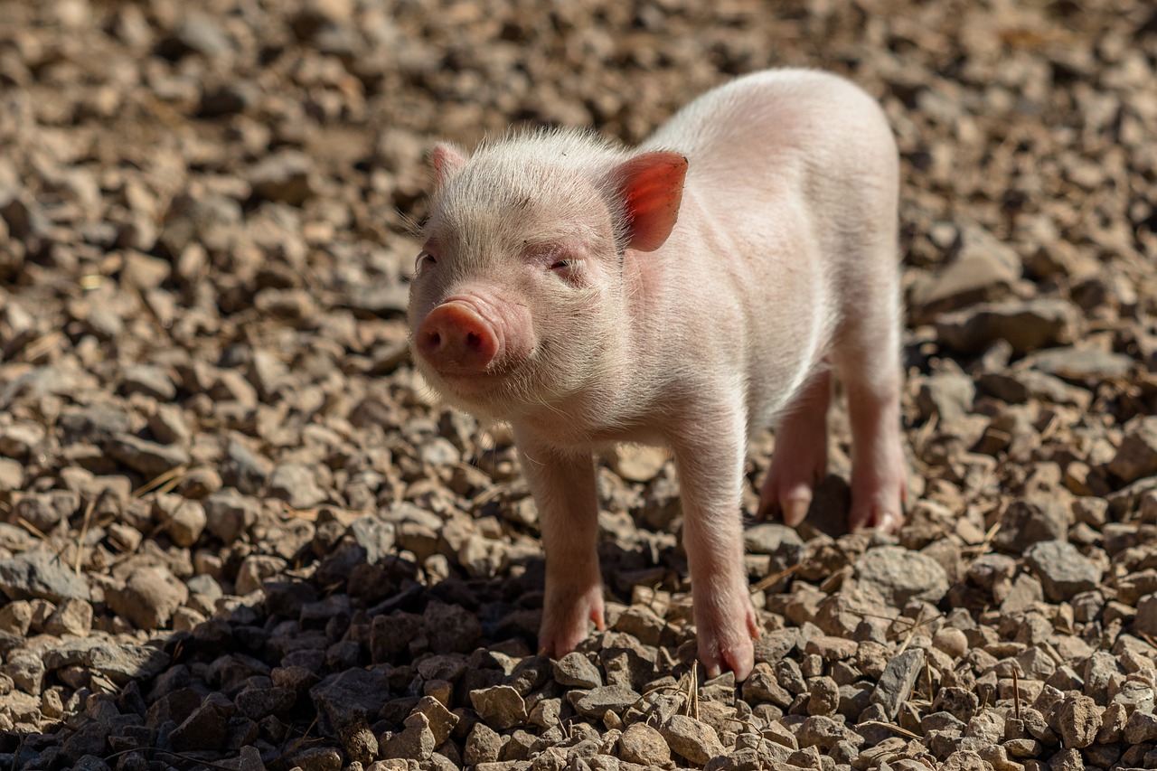 piglet, pig, piggy-3673403.jpg